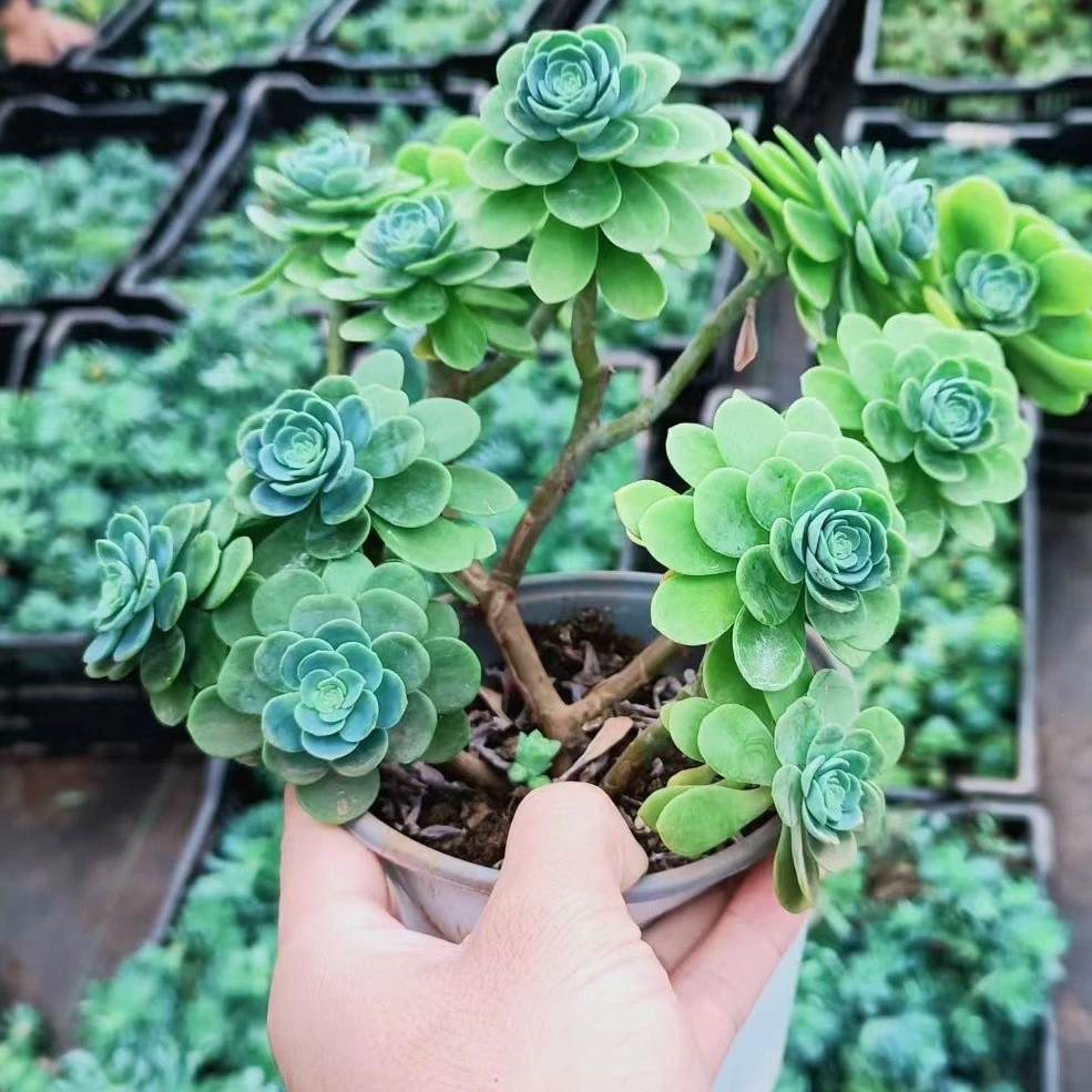 明启多肉园艺  圆叶薄化妆