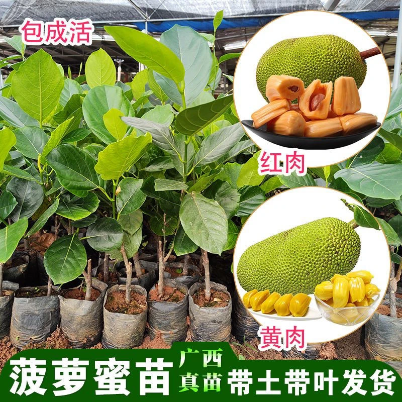 菠萝蜜树苗红肉泰国8号菠萝蜜嫁接苗带土带叶带货