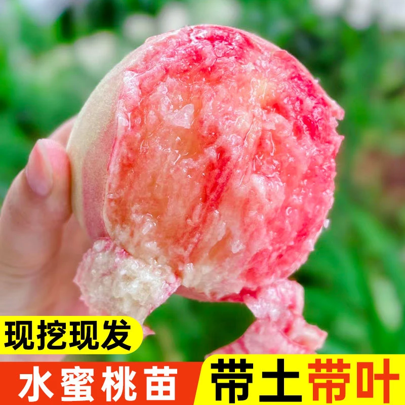 桃子苗 优质嫁接桃树苗水蜜桃 鹰嘴桃树盆栽地栽庭院种植结果苗