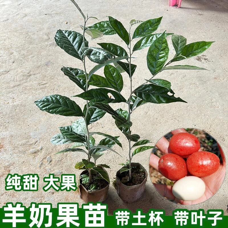 德甜二号羊奶果树苗纯甜栽种大果胡颓子羊奶果苗盆栽地栽庭院种植