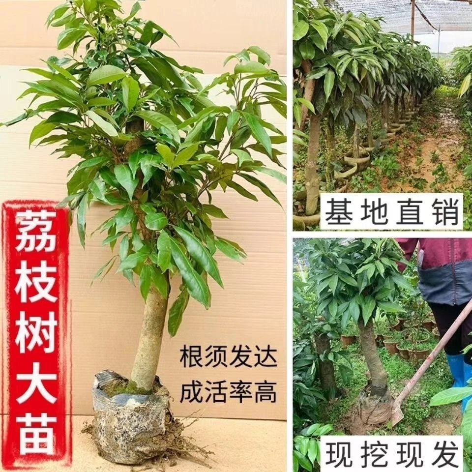 高压圈枝荔枝苗树桩嫁接荔枝树大树苗妃子笑桂味南方种植当年结果