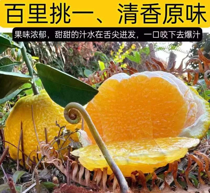 【顺丰快递】正宗江西特产赣南桔柚4.5斤新鲜现摘纯甜橘柚