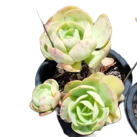 精品多肉造型桩碧桃（拍一发二）新手家庭空气净化植物粉色夏季摆放