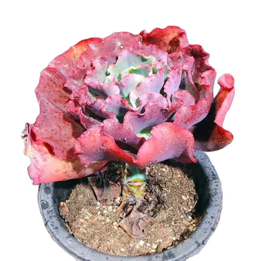 精品多肉230杯嘉年华新手家庭空气净化植物粉色夏季摆放红