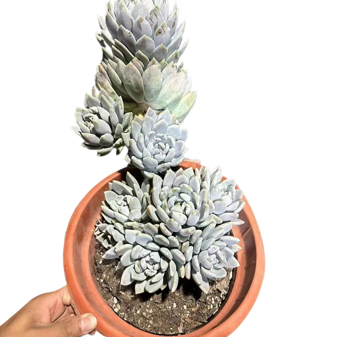 精品多肉胖美人