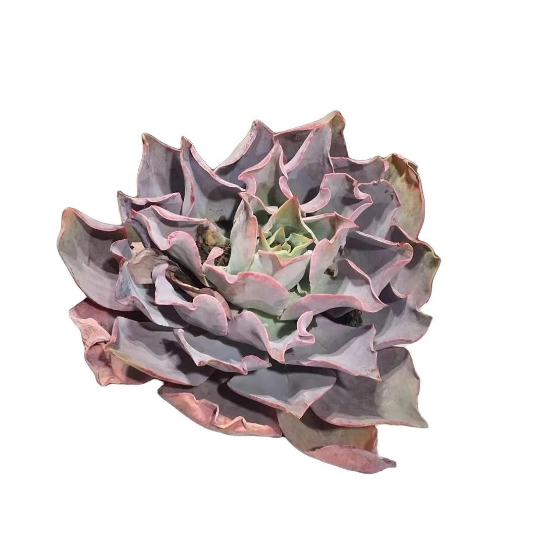 精品多肉280杯晚霞新手家庭空气净化植物粉色夏季