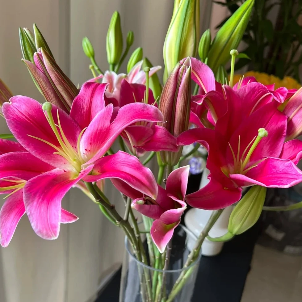 高老板的花】红中红百合 云南鲜花基地直发 家用水养插瓶