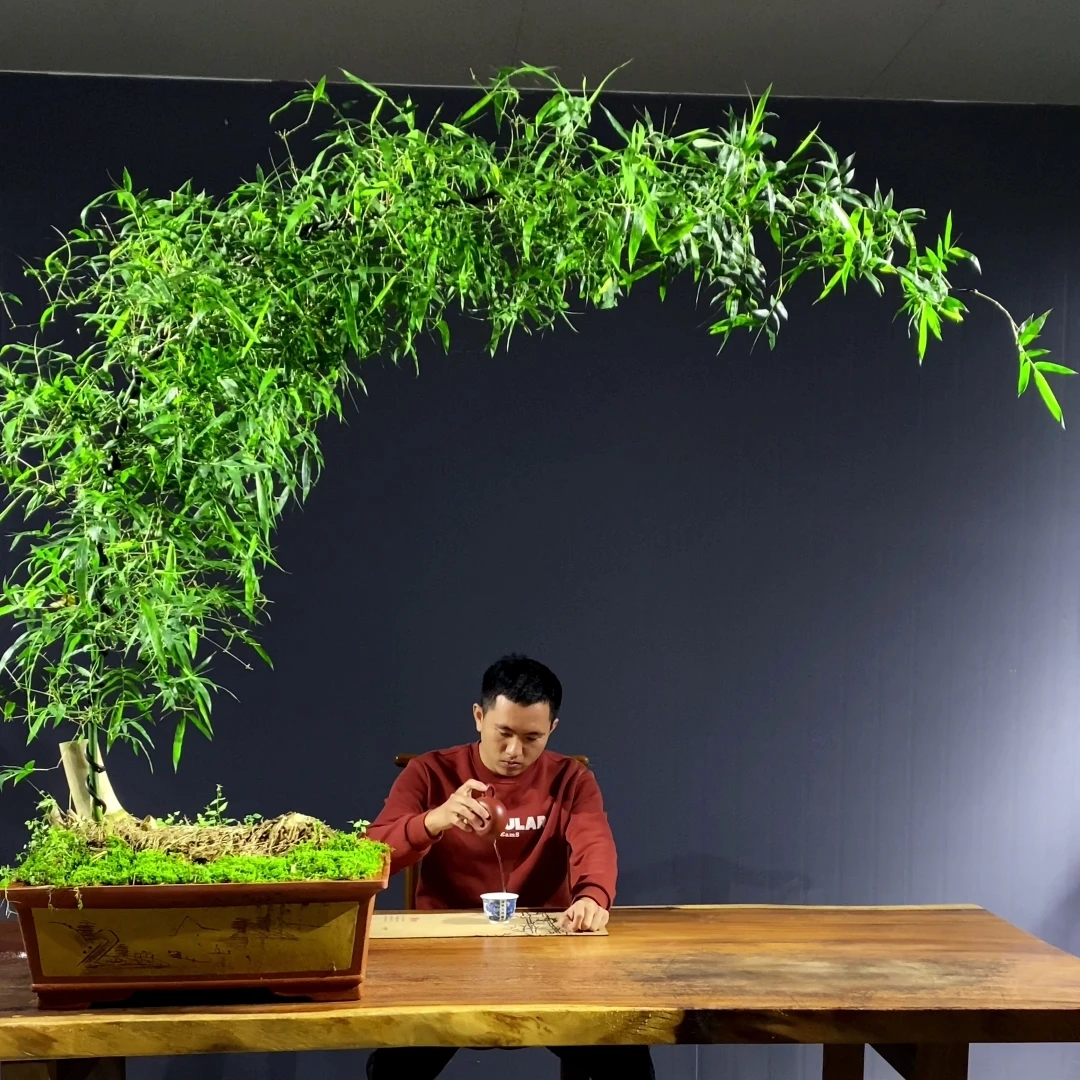 定制小叶簕竹盆景，一物一拍直播间选购