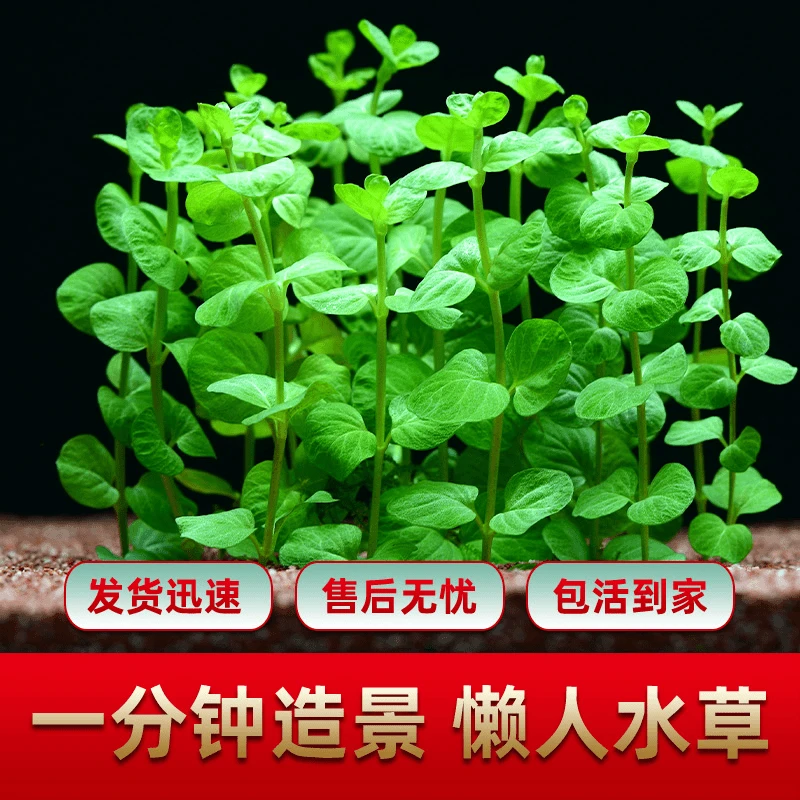 绿金钱水草鱼缸草缸装饰造景有茎类淡水易养无需二氧化碳水草植物