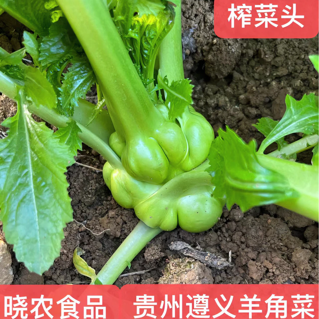 【应季羊角菜】贵州遵义新鲜榨菜头现摘农家农户自种3-8斤菜头食用