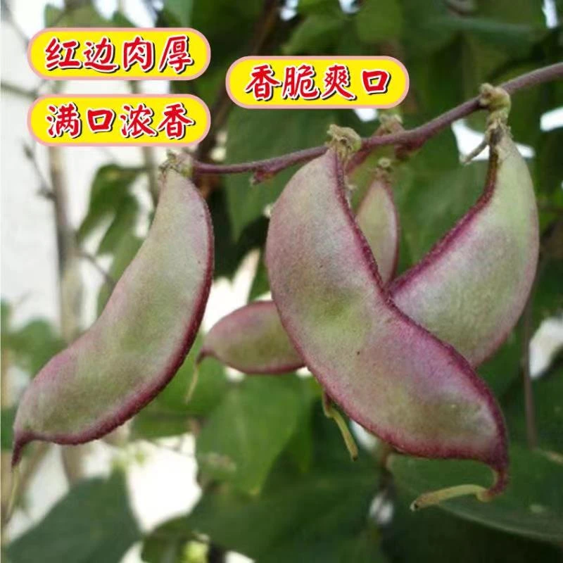 贵州遵义现摘扁豆露天农家种植刀豆新鲜挑选