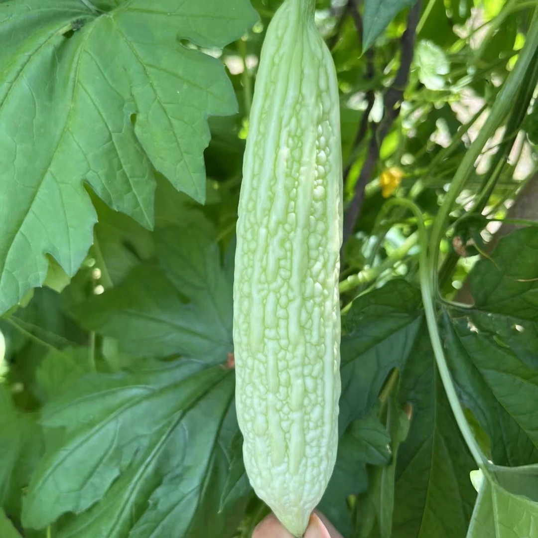 主播推荐夏天新鲜蔬菜嫩苦瓜农家自种现摘现发季节蔬菜1斤起食用