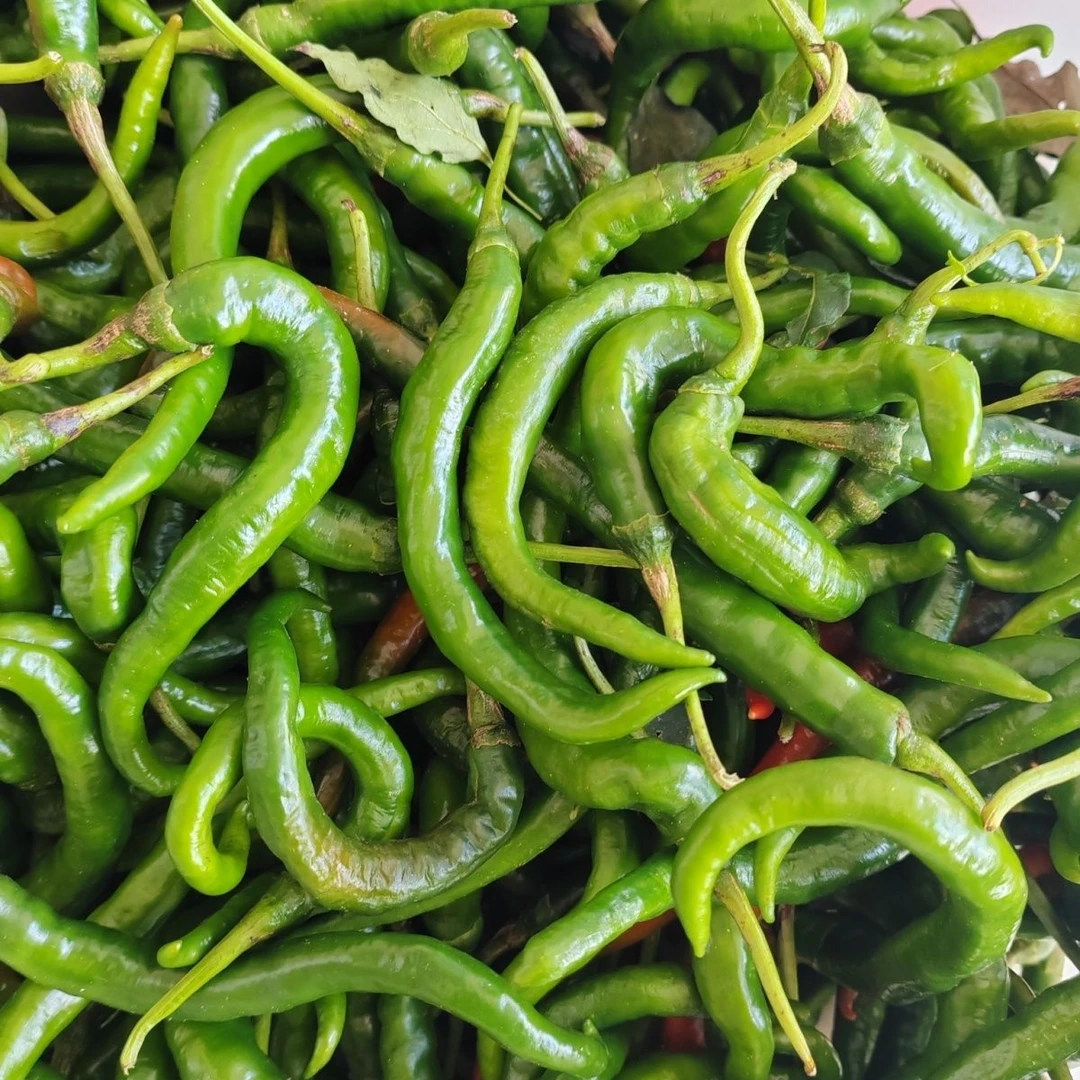 鱼秋椒】贵州遵义农村自家种植新鲜辣椒采摘食用蔬菜2斤起