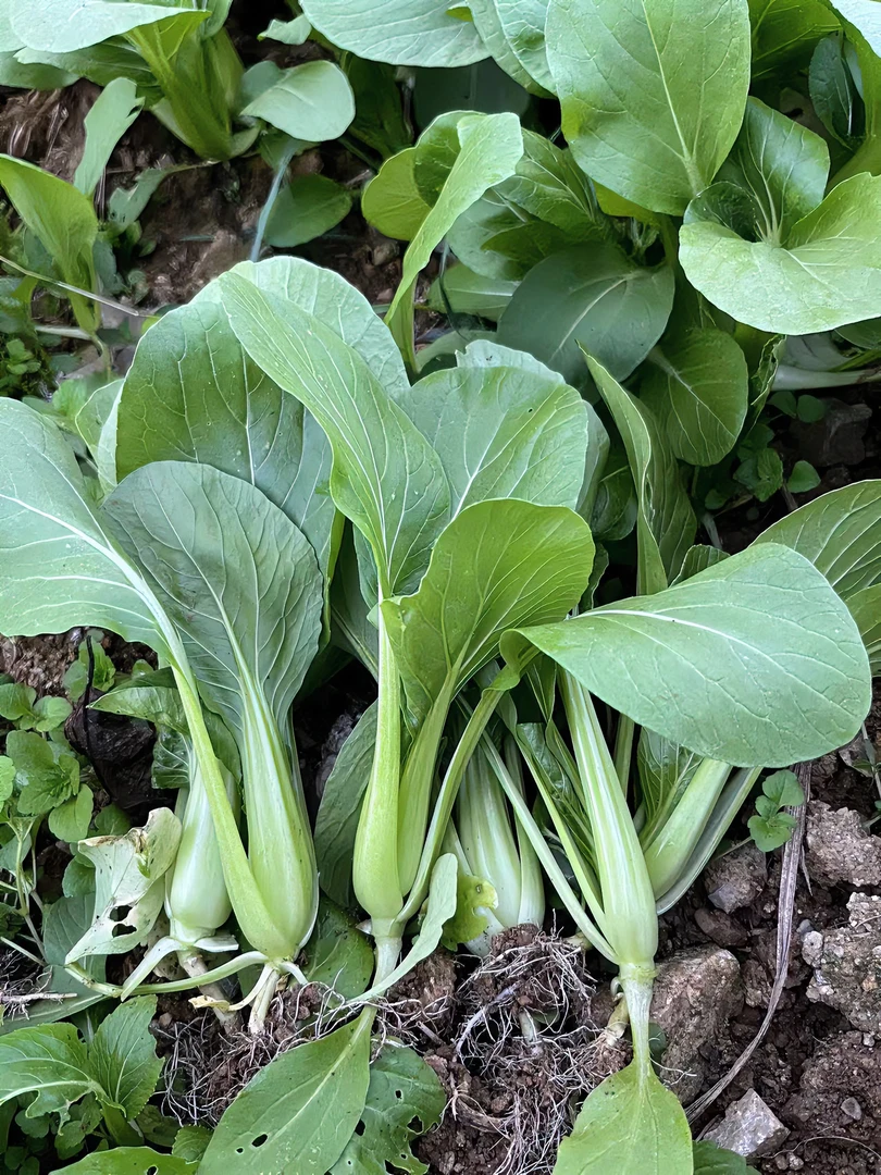 【上海青】贵州遵义农家种植新鲜蔬菜现摘 小瓢儿菜2-4斤食用