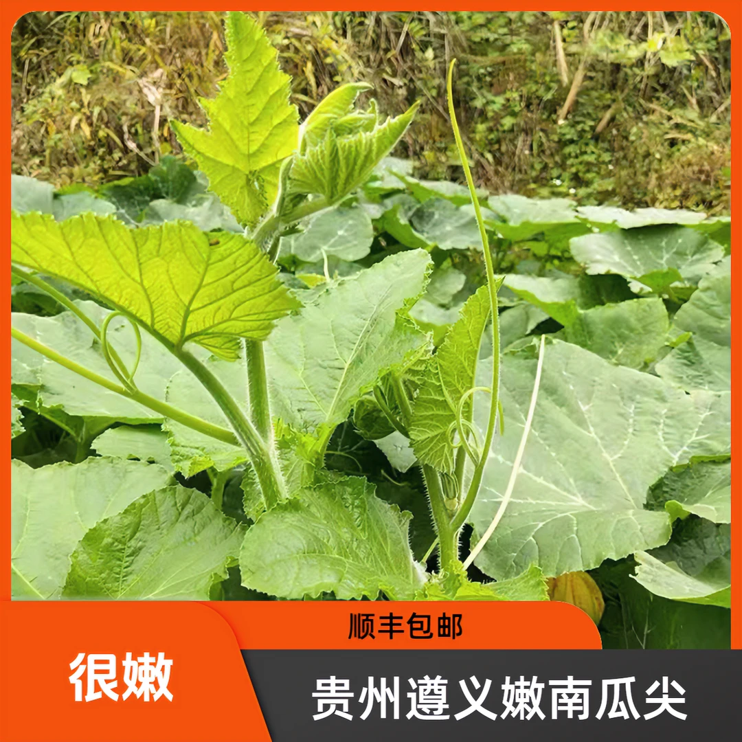 贵州遵义【嫩南瓜尖】农家种植新鲜现摘新鲜2-4斤顺丰包邮