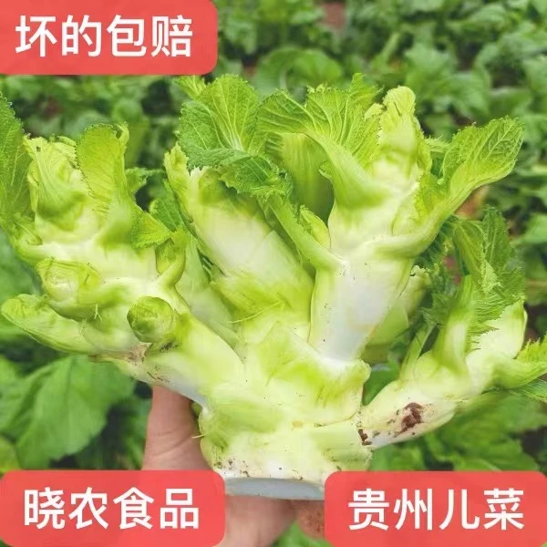 贵州遵义新鲜儿菜娃娃菜农家自种现摘发货3-8斤包邮
