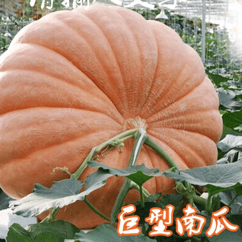 高产香甜南瓜吃苗超大南瓜种籽四季菜园瓜果蔬菜种孑巨型南瓜种子