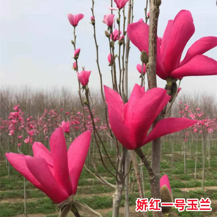 娇红玉兰新品种娇红玉兰娇红一号基地直销花瓣内外纯鲜红耐寒植物