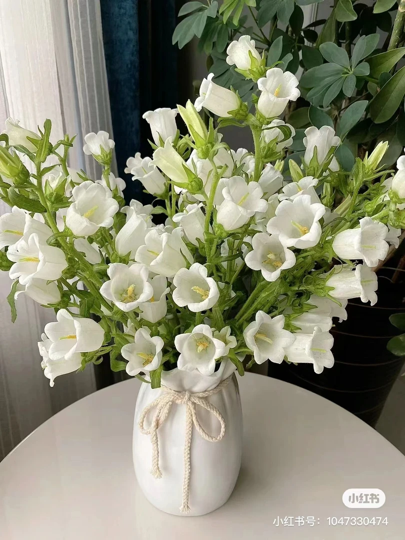 【风铃花】   一单顺丰冷链包邮   云南鲜花基地直发