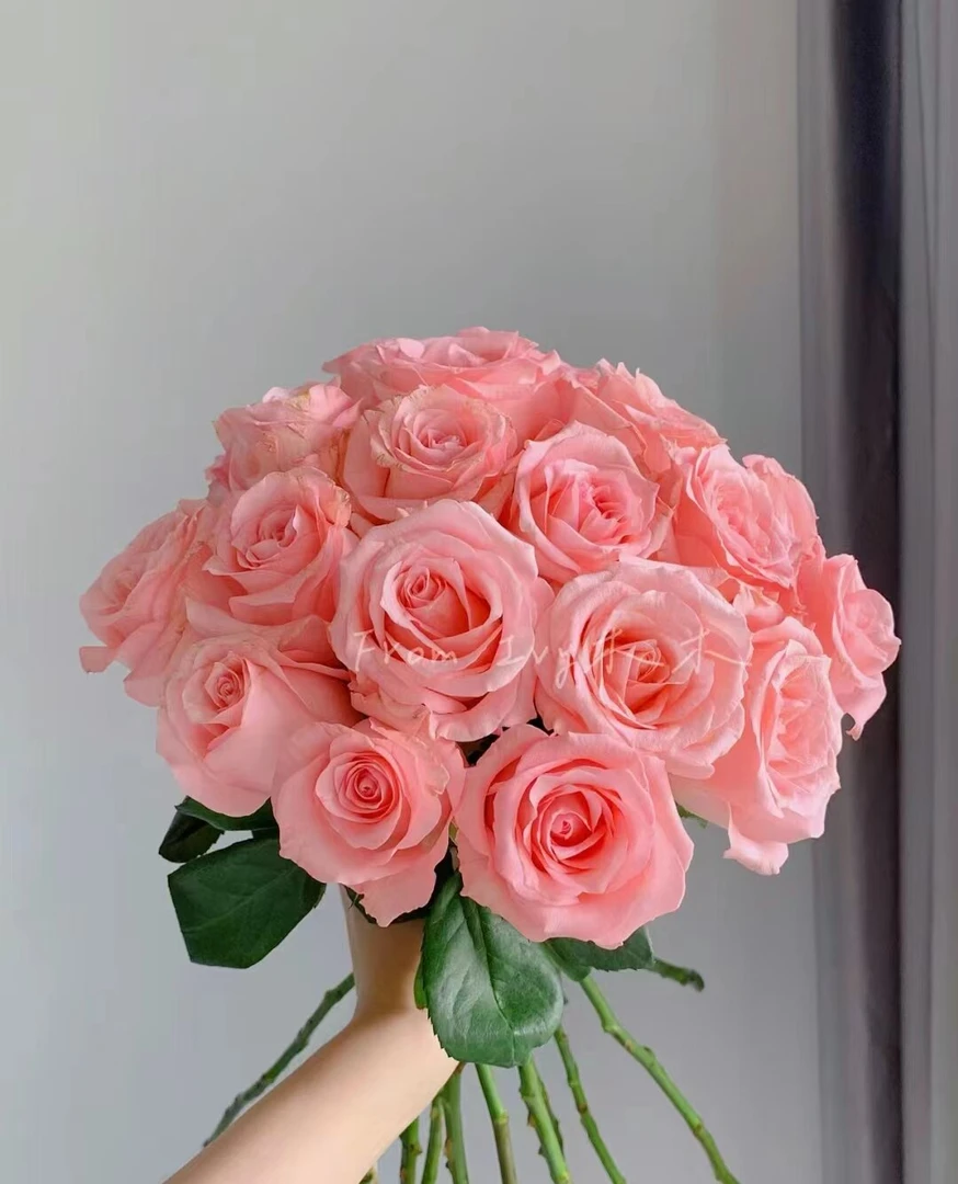 【戴安娜】玫瑰     同一地址任意两单送配草一扎