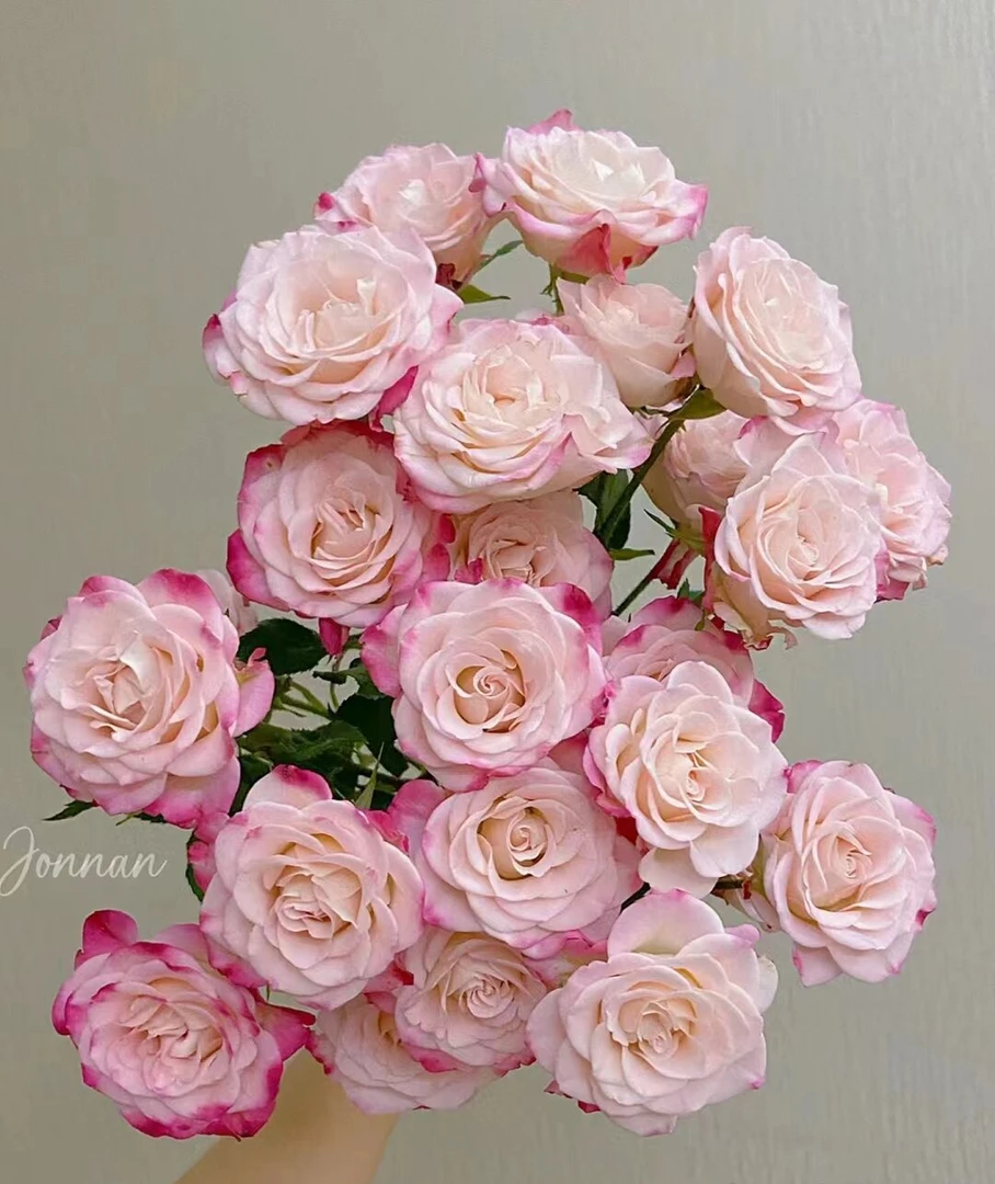 【折射】泡泡多头玫瑰  一单顺丰冷链包邮   云南鲜花基地直发