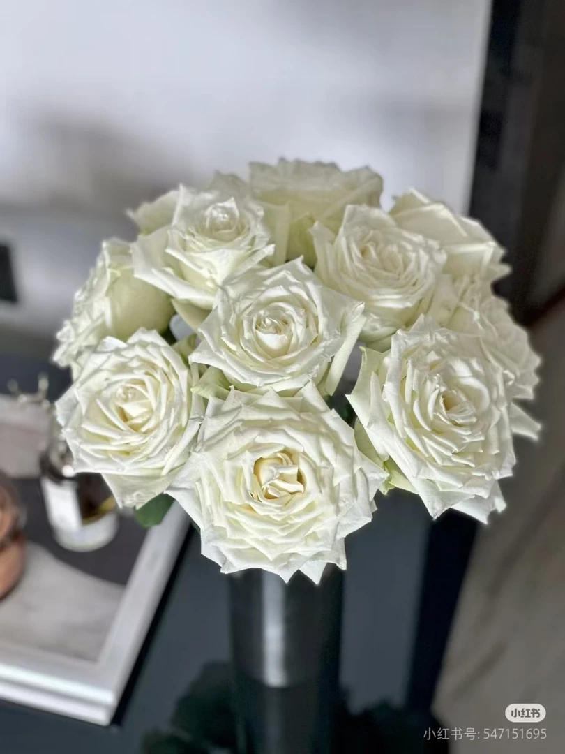 坦尼克白玫瑰   同一地址任意两单加配草一扎