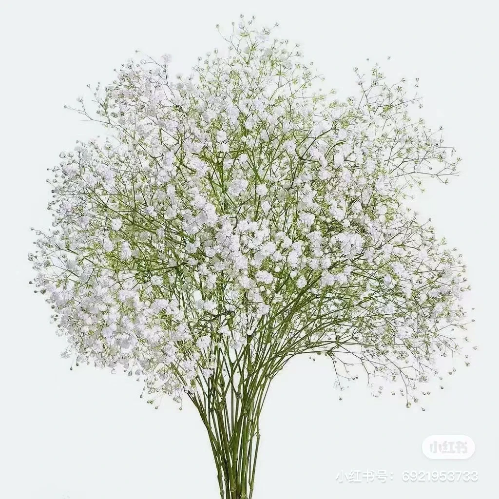 【白色满天星】玫瑰  同一地址任意两单送配草一扎