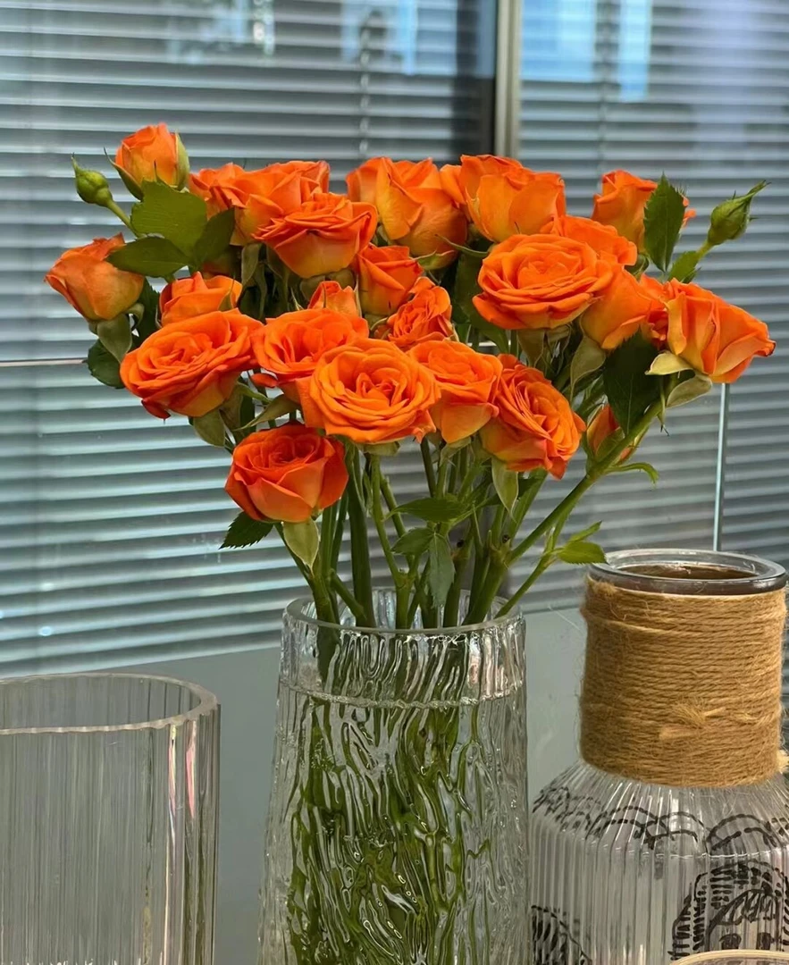 【橙色芭比】多头玫瑰  一单顺丰冷链包邮   云南鲜花基地直发