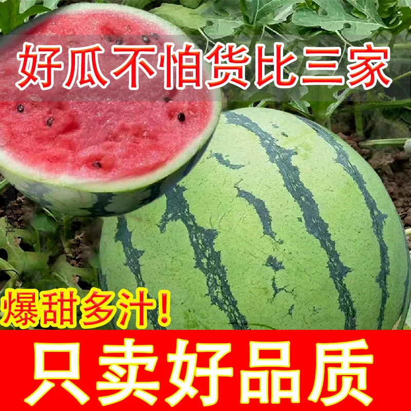 【正宗】现摘麒麟超甜薄皮8424西瓜应季批发整箱无籽有籽新鲜水果