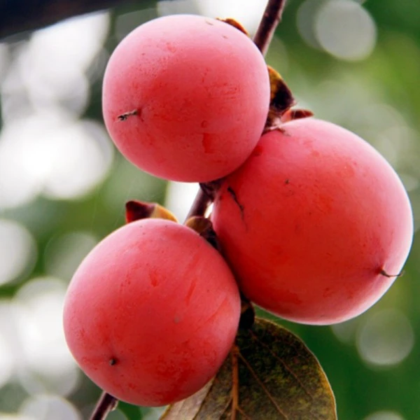 【放软了吃】陕西火晶火罐小蜜柿纯甜爆汁单层泡沫拖新鲜发货坏果赔