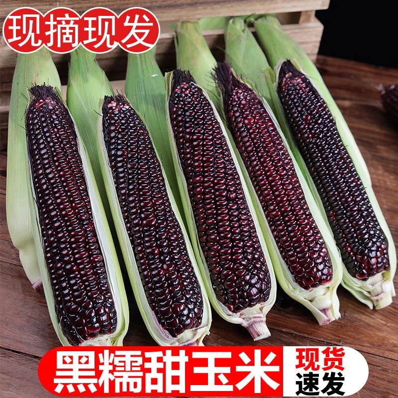 广西农家甜糯黑玉米糯米新鲜带皮紫玉米黏棒子甜苞米紫3/5/9斤装