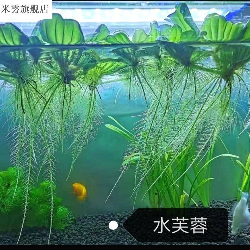 水芙蓉水葫芦水培植物鱼缸水草池塘鱼缸造景养殖净化水质养鱼水草