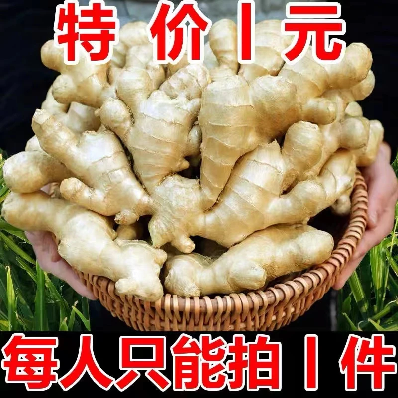 【限购1单】山东老姜水洗无土大黄姜生姜香辣浓郁小黄姜农家新鲜挖