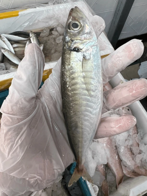 祥芝码头野生巴浪鱼10斤，顺丰发货