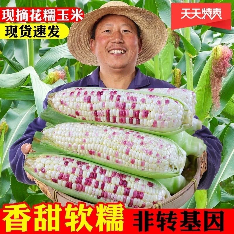 新鲜五彩花甜糯玉米带壳现摘花糯玉米农家种植嫩玉米棒子水果蔬菜