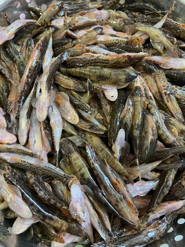 爬石鱼，石爬子鱼，鱼干，新鲜现烤.碳火焙干，鱼干