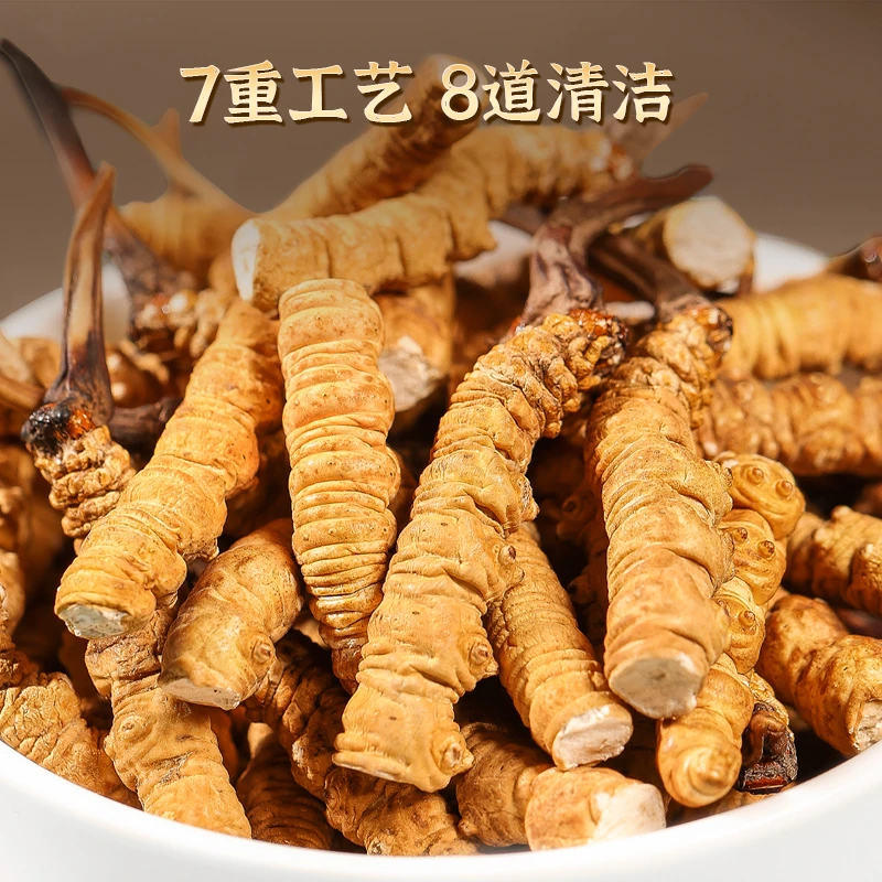 【海娃虫草】冬虫夏草断草罐装10克-50克断虫草中大草