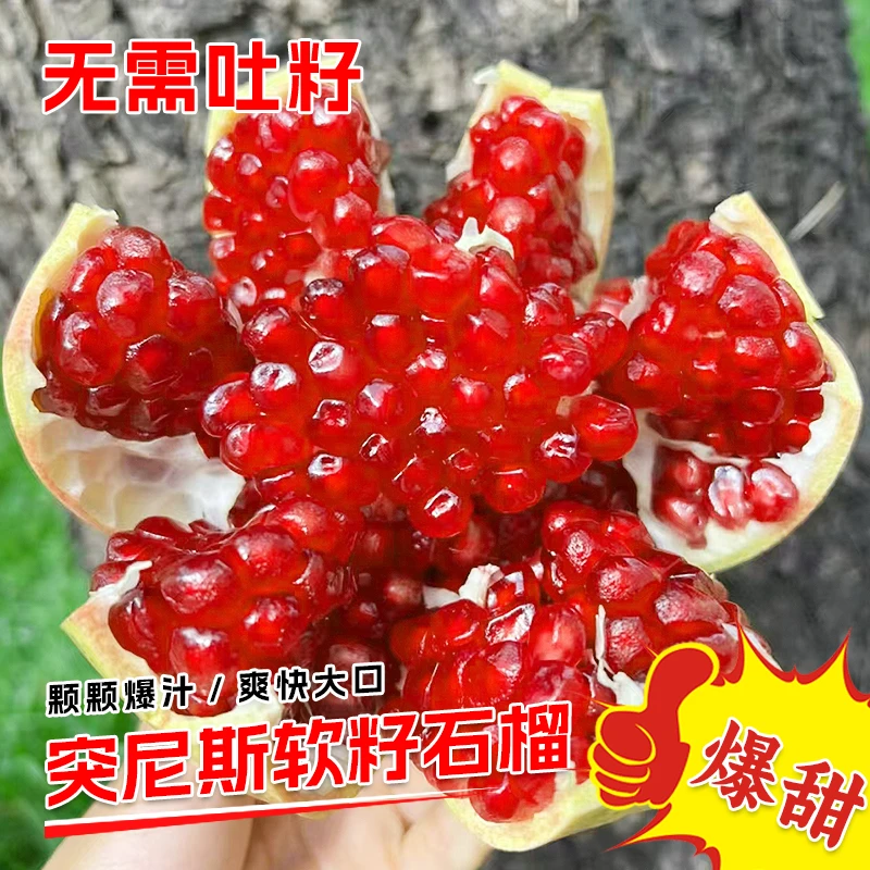【5斤】四川会理突尼斯软籽石榴 新鲜现摘清甜爽口多汁带箱5斤300g+