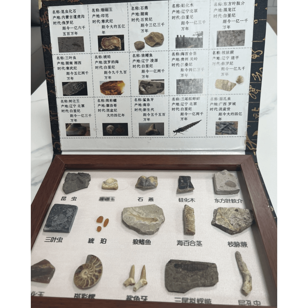 远古生命的足迹（天然化石十五件套）