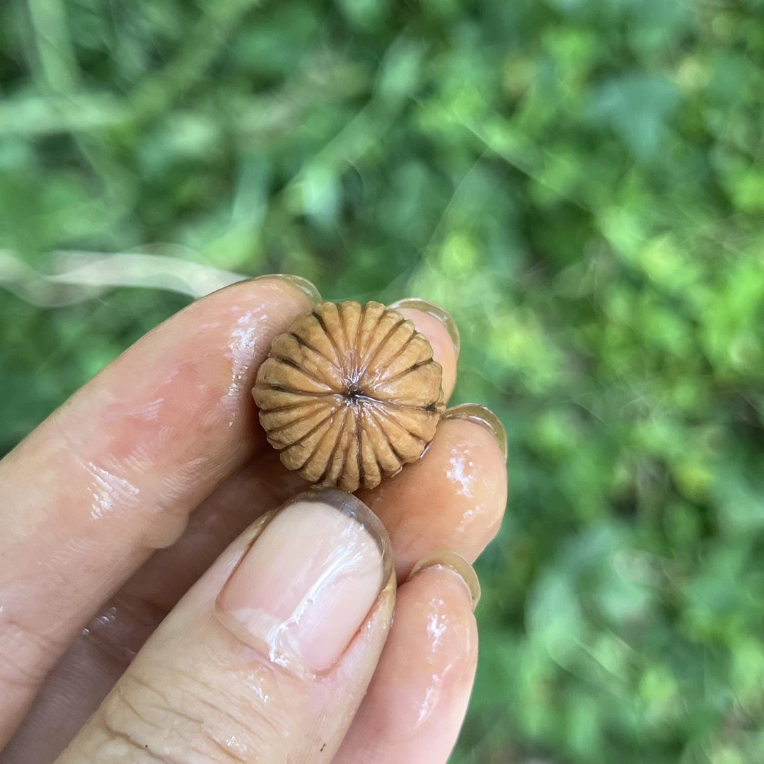 净籽猴头核桃去皮精挑磨盘凤羽二代聚宝盆正圆金丝雕刻料文玩核桃