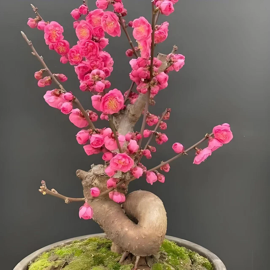 （大花）丰厚梅花盆景耐寒冷植物室内外都可以养殖