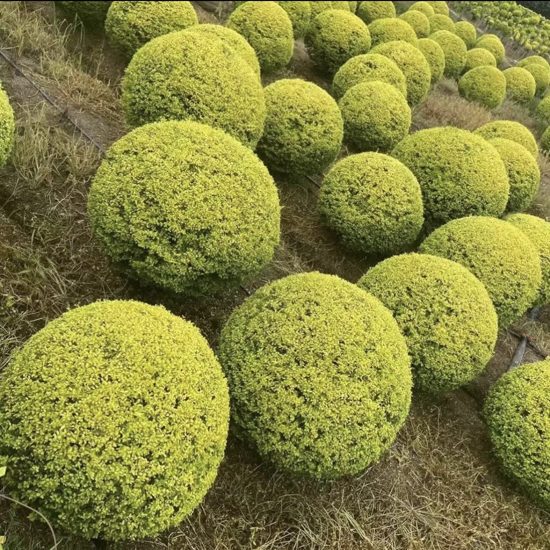 花镜亮晶女贞苗亮晶女贞球耐寒四季常青阳台室外地栽绿篱庭院阳台