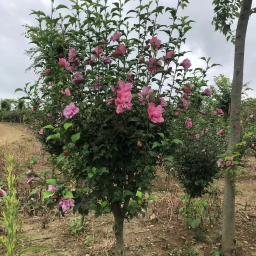 重瓣木槿花花卉粉红带花苞绿植好栽好养