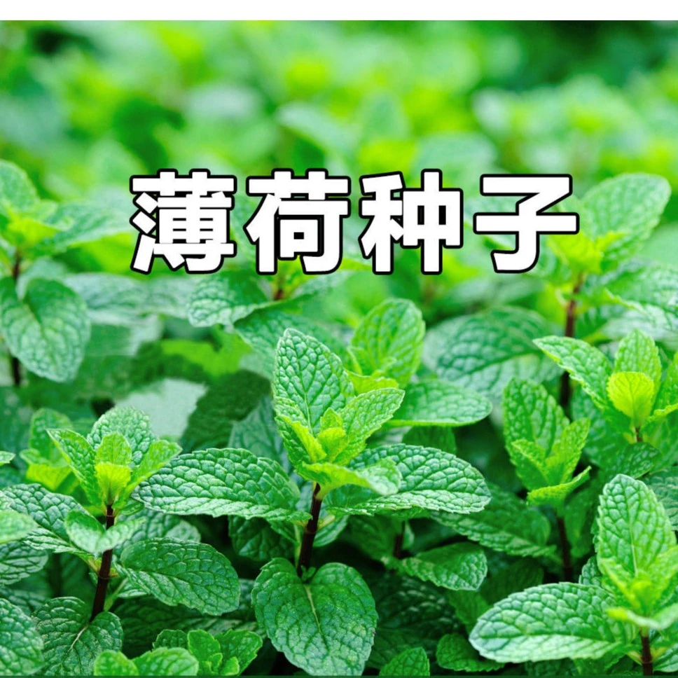 薄荷种子清香薄荷花草植物种子简单种植生长四季阳台盆栽薄荷种籽
