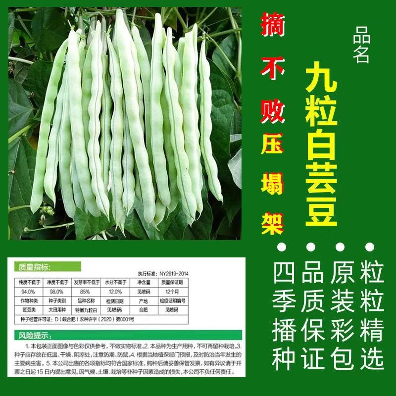 【摘不败九粒白种子】豆角芸豆四季豆有架豆籽春秋季蔬菜农家田园籽