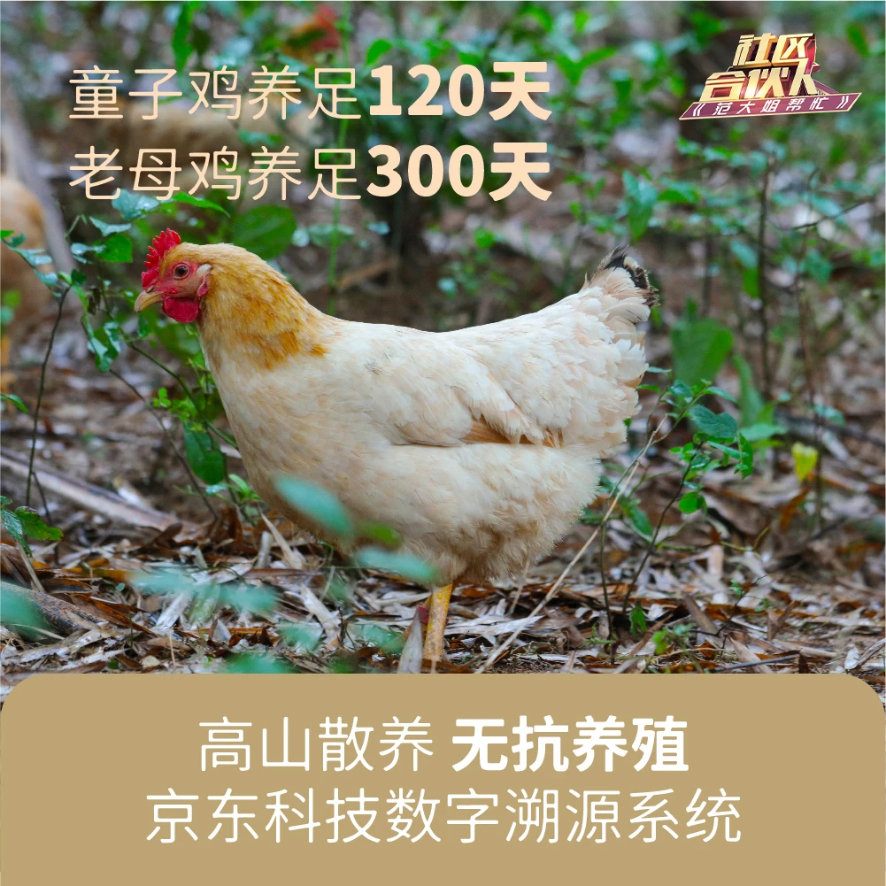 【安吉】竹林散养 无抗童子鸡/老母鸡 现杀急冻发出 煲汤味美