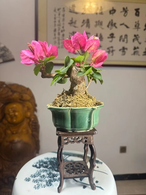 三角梅品种凤凰带盆包邮