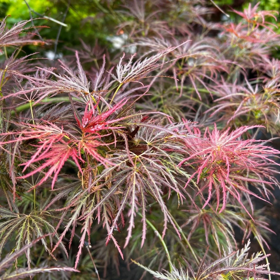 外山 日本羽毛枫品种  树形飘逸有层次感 庭院花园植物