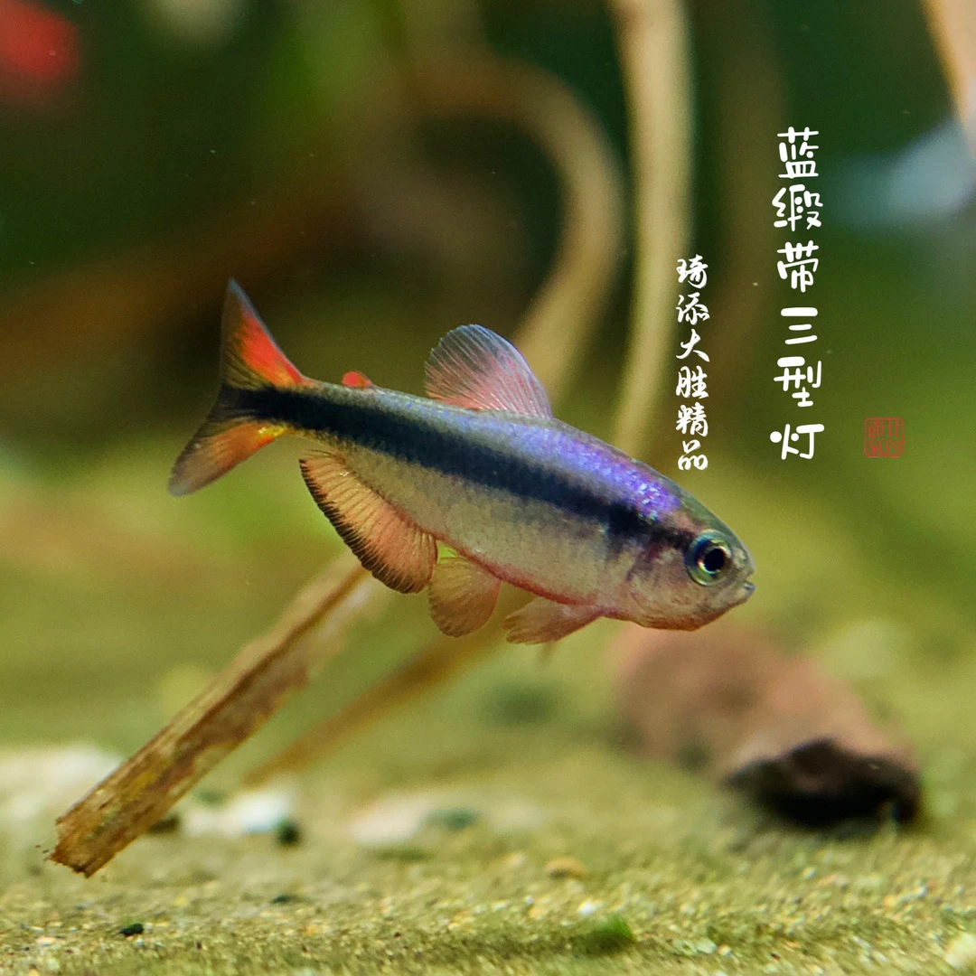 鱼乐圈 蓝缎带二三四型鱼大合集小型热带观赏鱼