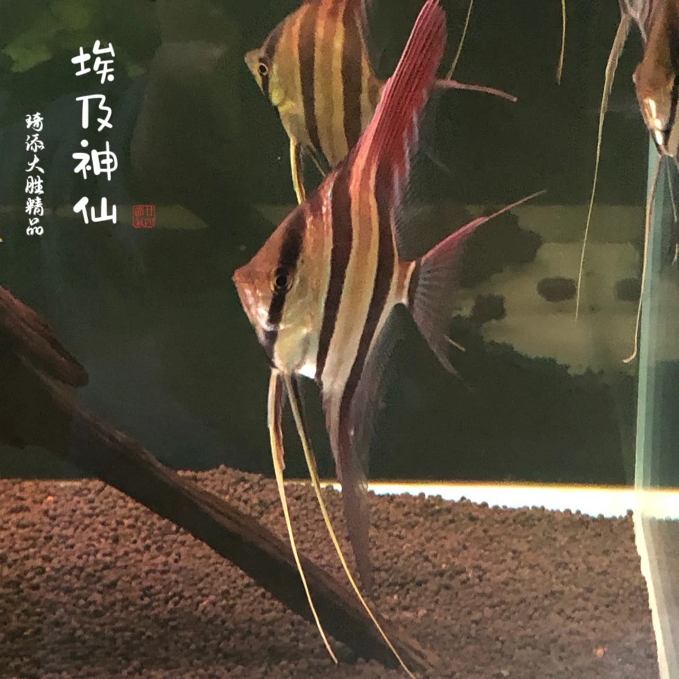 鱼乐圈 埃及神仙大合集小型热带观赏鱼